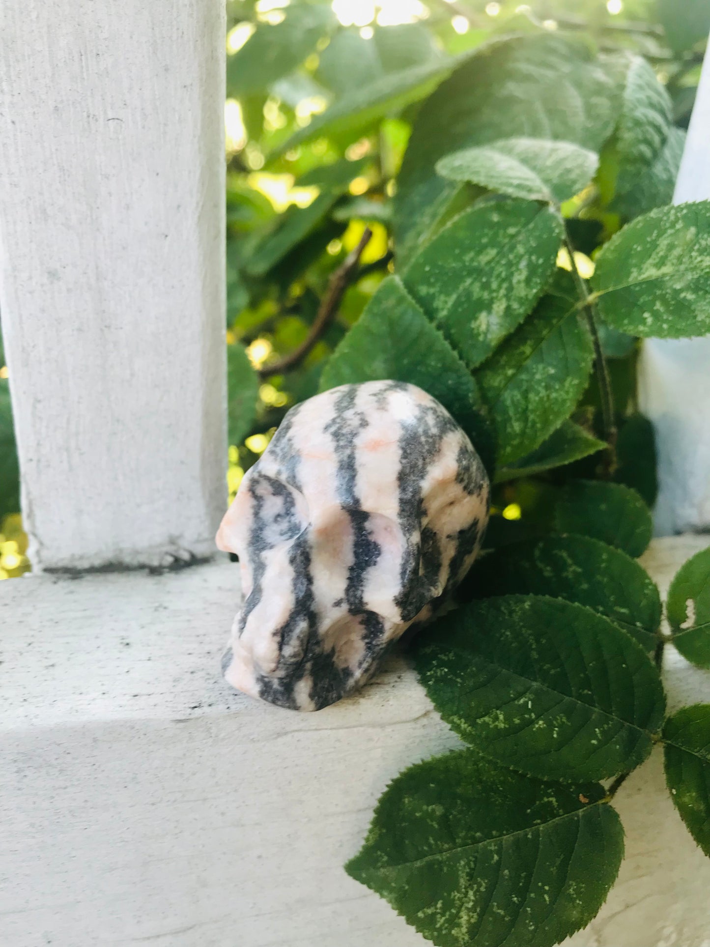 Pink Zebra Jasper Skull