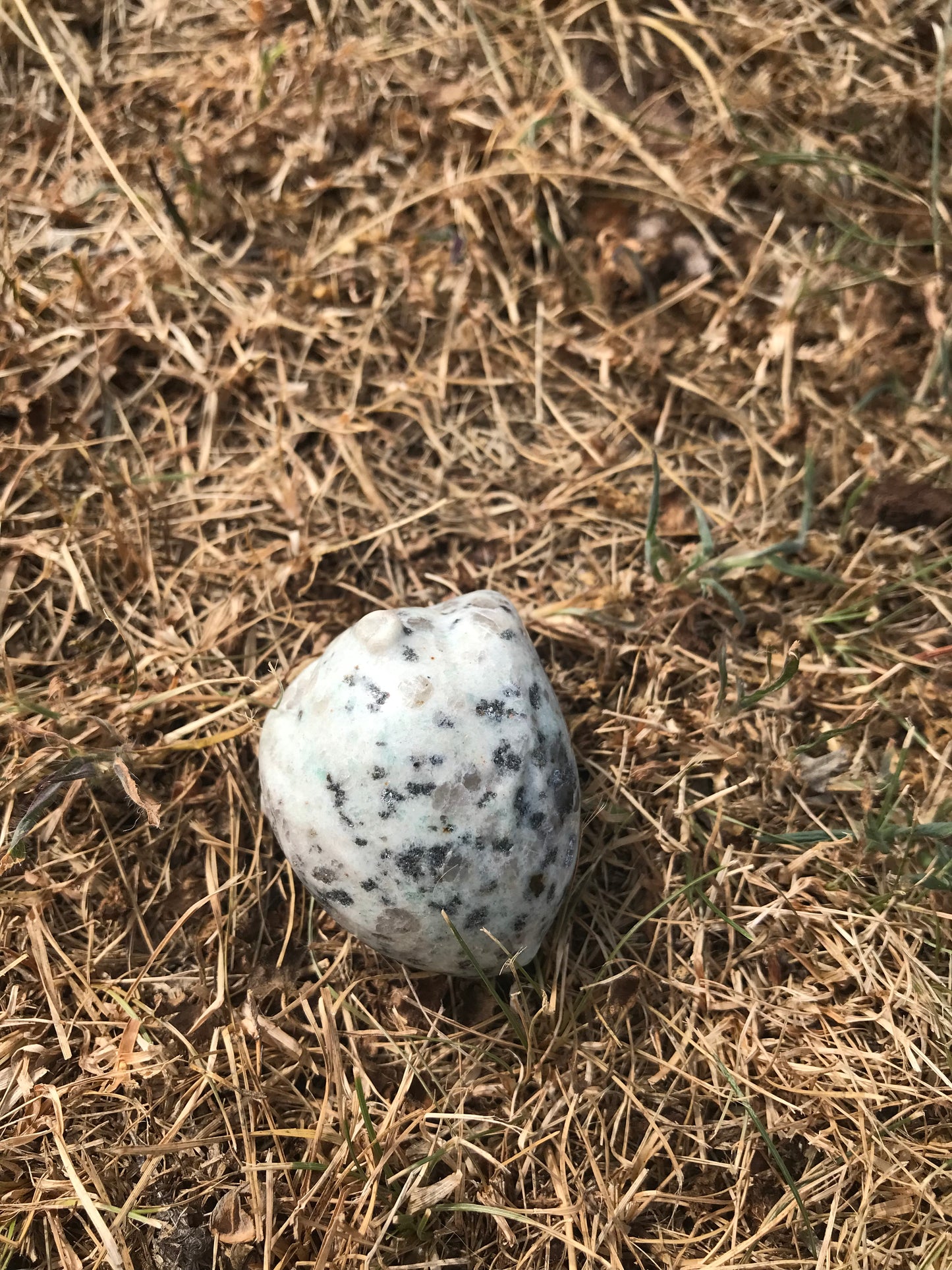 Kiwi Jasper Small Human Heart